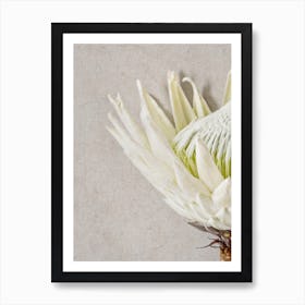 Protea Flower Detail Art Print