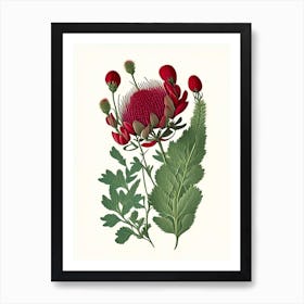 Red Clover Wildflower Vintage Botanical 1 Art Print
