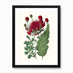 Red Clover Wildflower Vintage Botanical 1 Poster