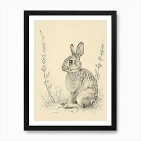 Californian Rabbit Drawing 1 Art Print