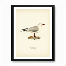 Black Headed Gull, The Von Wright Brothers 1 Art Print