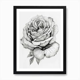 Roses Sketch 7 Art Print