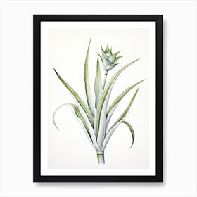 Aloe Vera Vintage Botanical Herbs 3 Art Print