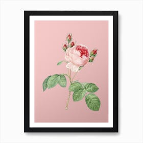 Vintage Pink Cabbage Rose Botanical on Soft Pink n.0022 Art Print