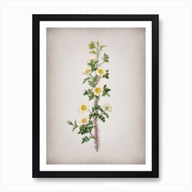 Vintage Scotch Rose Bloom Botanical on Parchment Art Print