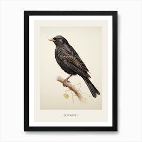 Vintage Bird Drawing Blackbird 2 Poster Art Print