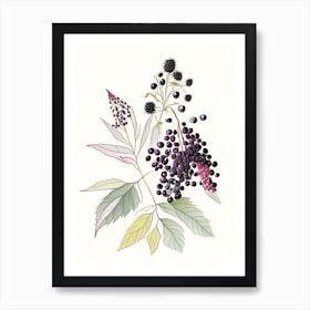 Elderberry Spices And Herbs Pencil Illustration 3 Art Print