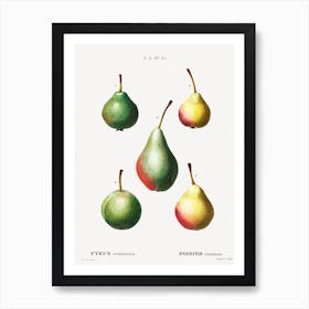 Pear, Pierre Joseph Redoute (6) Art Print