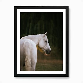 Part Arabian - Belgian horse photo print - moody animal photography art Art Print