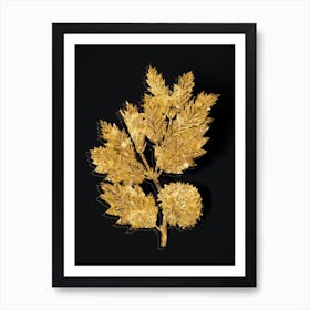 Vintage Valonia Oak Botanical in Gold on Black n.0009 Art Print