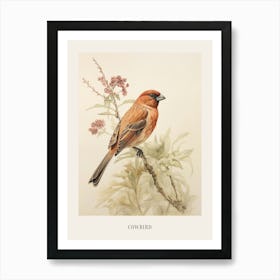 Vintage Bird Drawing Cowbird 3 Poster Art Print