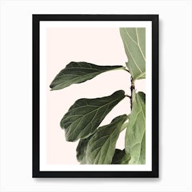 Indoor Plant Art Print