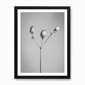 Black And White poppy seed heads Art Print