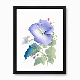 Morning Glory Floral Quentin Blake Inspired Illustration 1 Flower Art Print