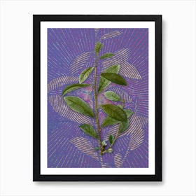 Vintage Grey Willow Botanical Illustration on Veri Peri n.0623 Art Print