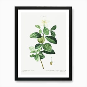 Gardenia, Pierre Joseph Redoute Art Print