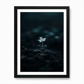 Small White Flower In The Dark Art Print