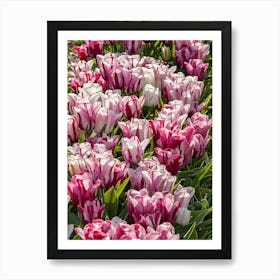 Pink Tulips 3 Art Print