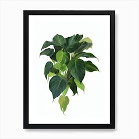 Blushing Philodendron (Philodendron Erubscens) Watercolor Art Print