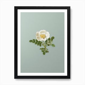 Vintage White Burnet Rose Botanical Art on Mint Green n.0444 Art Print
