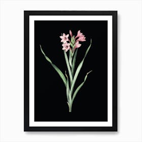 Vintage Sword Lily Botanical Illustration on Solid Black n.0367 Art Print