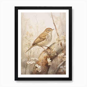 Vintage Bird Drawing Hermit Thrush 1 Art Print