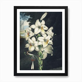 Vintage Thornton 2 White Lily Art Print