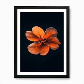 Orange Flower On Black Background 2 Art Print