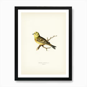 Yellowhammer Male (Emberiza Citrinella), The Von Wright Brothers Art Print