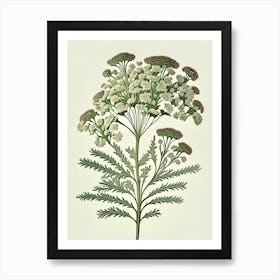 Yarrow Floral 2 Botanical Vintage Poster Flower Art Print