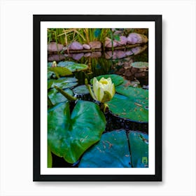 Water Lily 20230511185985 Art Print