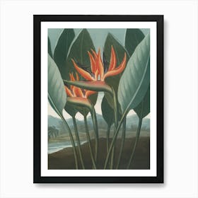 Bird Of Paradise 4 Art Print