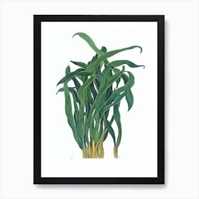 Firecracker Plant (Russelia Equisetiformis) Watercolor Art Print