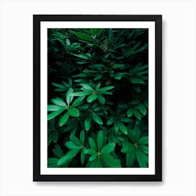 Green Shrub Art Print