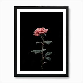 Single Rose On A Black Background 3 Póster