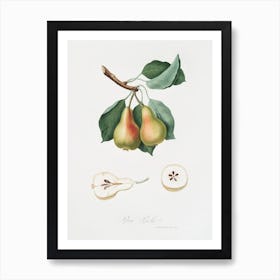 Pear (Pyrus Perla) From Pomona Italiana (1817 1839), Giorgio Gallesio Art Print
