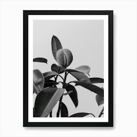 Black And White Plant photo Art Print