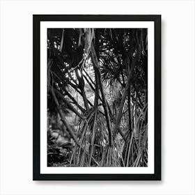 Tectorius plant black art Art Print