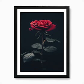 Rose On A Black Background 27 Art Print