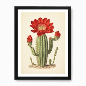 Vintage Cactus Illustration Woolly Torch Cactus 3 Art Print
