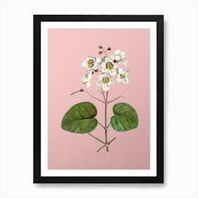 Vintage Catalpa Cordifolia Flower Botanical on Soft Pink Art Print