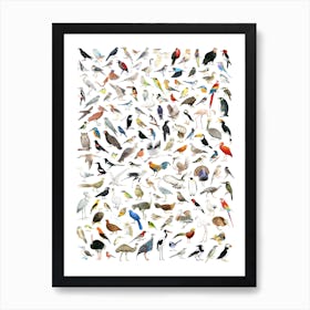 150 Birds Of The World Art Print