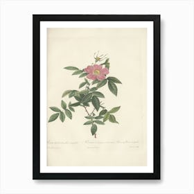 Rose Illustration, Pierre Joseph Redoute, Pierre Joseph Redoute(150) Art Print