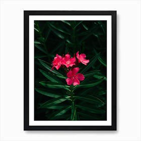 Florida Blooms Art Print