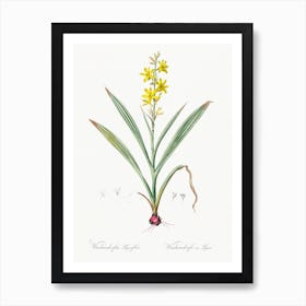 Wachendorfia Thyrsiflora Illustration From Les Liliacées (1805), Pierre Joseph Redoute Art Print