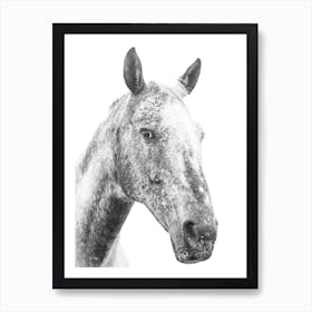 Black And White Horse Portrait 1 Art Print