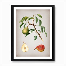 Vintage Pear Botanical on Parchment n.0673 Art Print