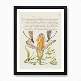 Damselflies, Spanish Iris, And Star Of Bethlehem From Mira Calligraphiae Monumenta, Joris Hoefnagel Art Print