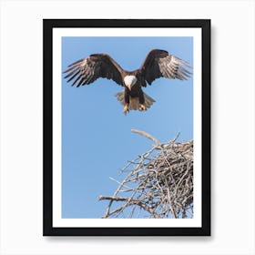 Bald Eagle Nest Art Print