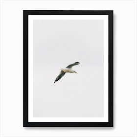 Seagull Flying Over Beach Art Print